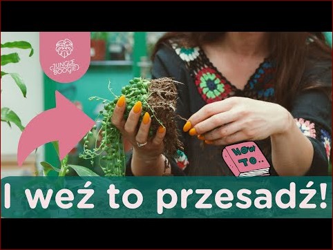 Jak przesadzić jukę? Kompletny przewodnik krok po kroku dla pięknych roślin