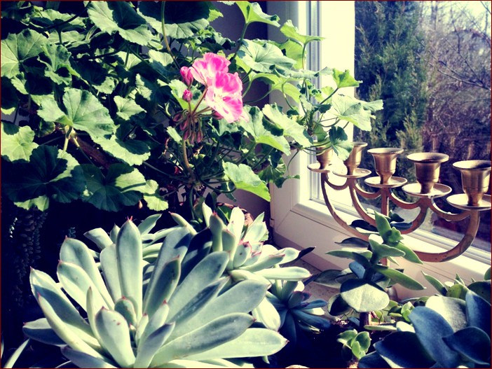 Jak przezimować pelargonie? Kompletny poradnik dla pięknych kwiatów przez cały rok!