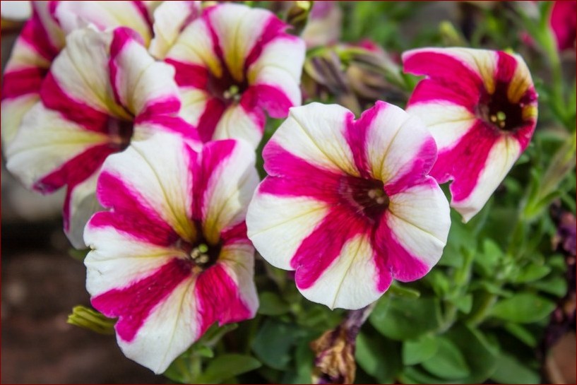 Jak przezimować surfinię: Niezbędnik surfingowy na zimę od ekspertów