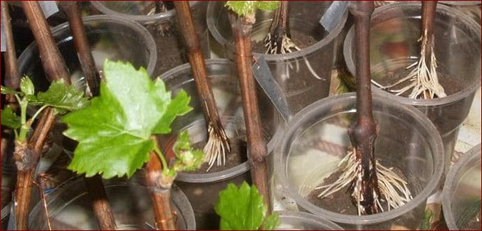 Jak przyciąć winogrona jesienią krok po kroku - kompleksowy przewodnik dla obfitych plonów