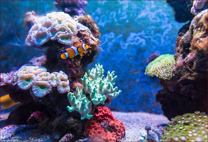 Jak przycinać grubosza? Kluczowy przewodnik dla akwarystów z poradami ekspertów