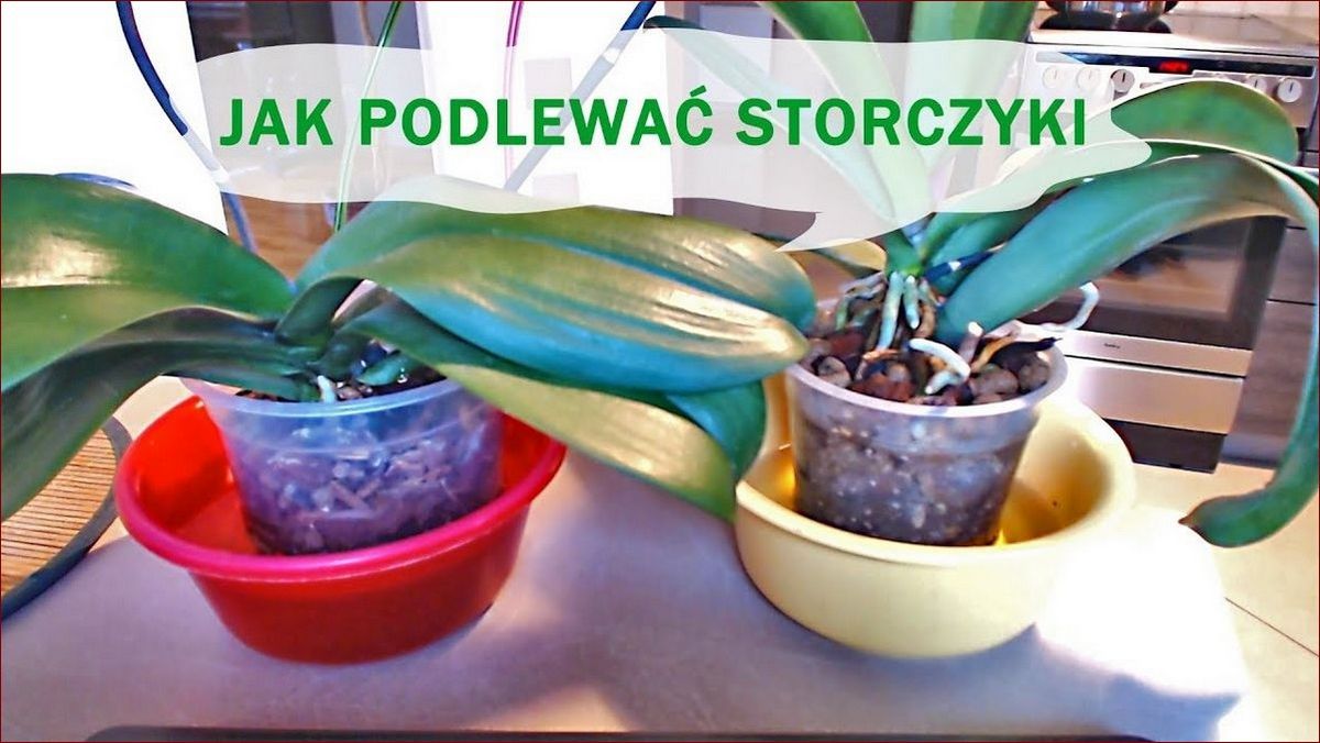 Jak przycinać storczyki krok po kroku - Pełny poradnik, aby storczyki pięknie kwitły