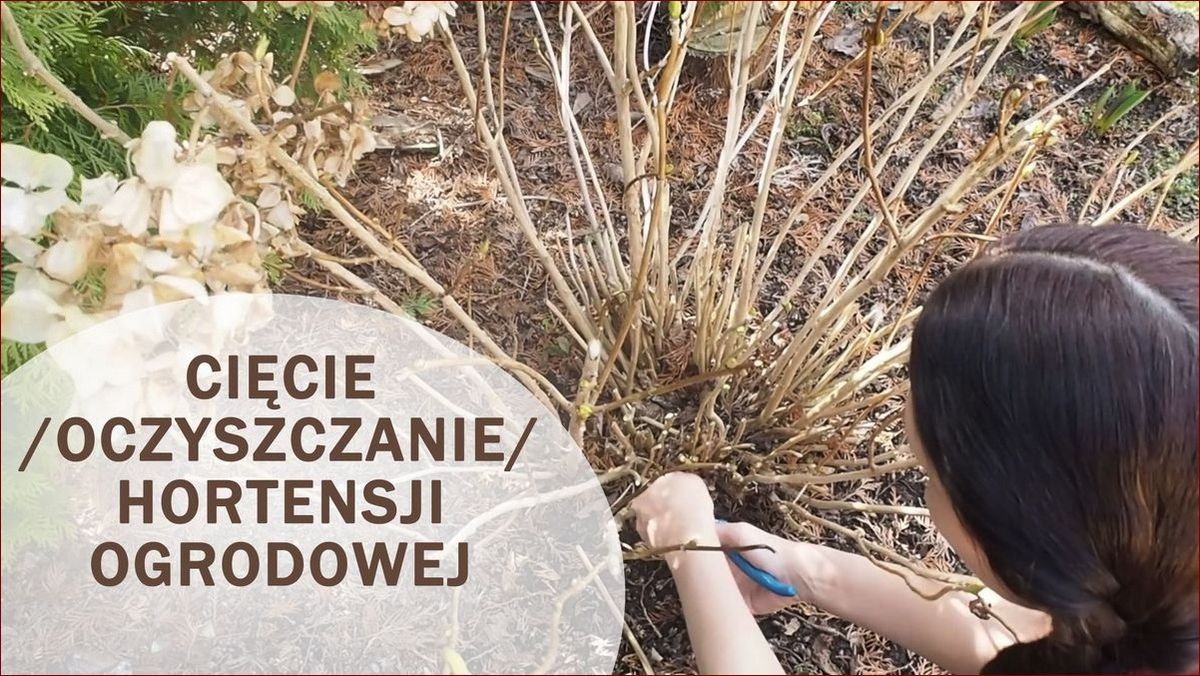 Jak przygotować hortensje na zimę - Krok po kroku do zdrowych roślin
