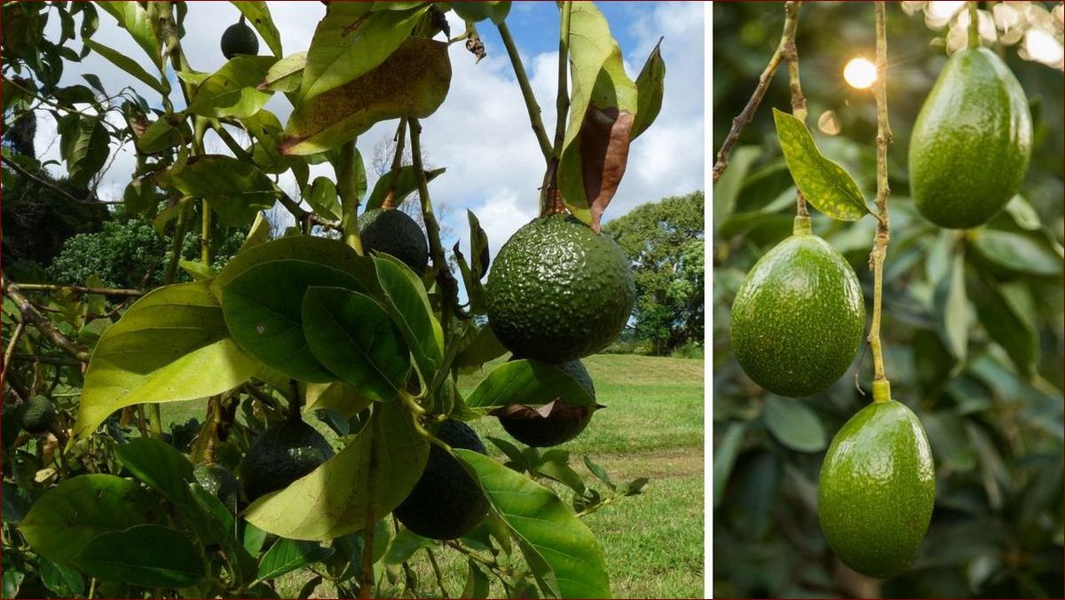 Jak rośnie awokado? Odkryj proces uprawy złotego owocu krok po kroku!