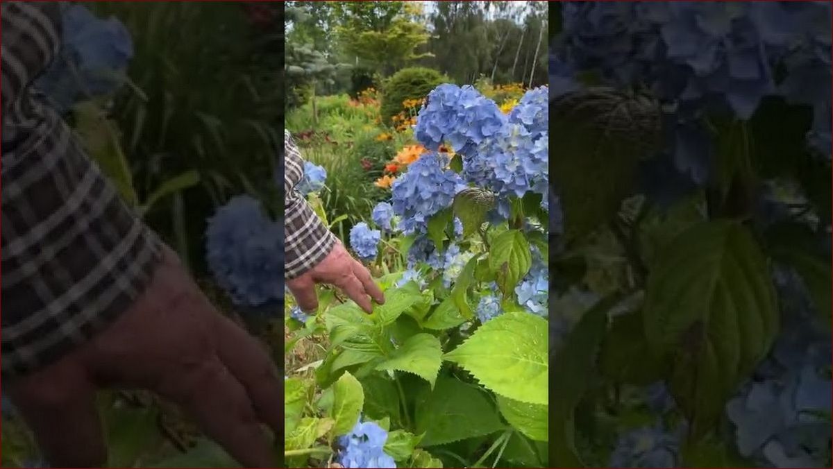 Jak rozmnożyć hortensję ogrodową? Sprawdzone metody na piękne i bujne krzewy