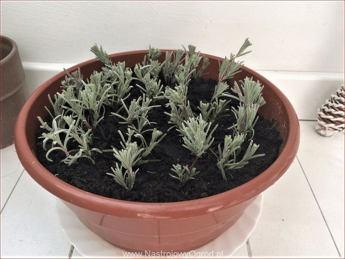 Jak rozmnożyć lawendę? Kompletny przewodnik dla początkujących ogrodników