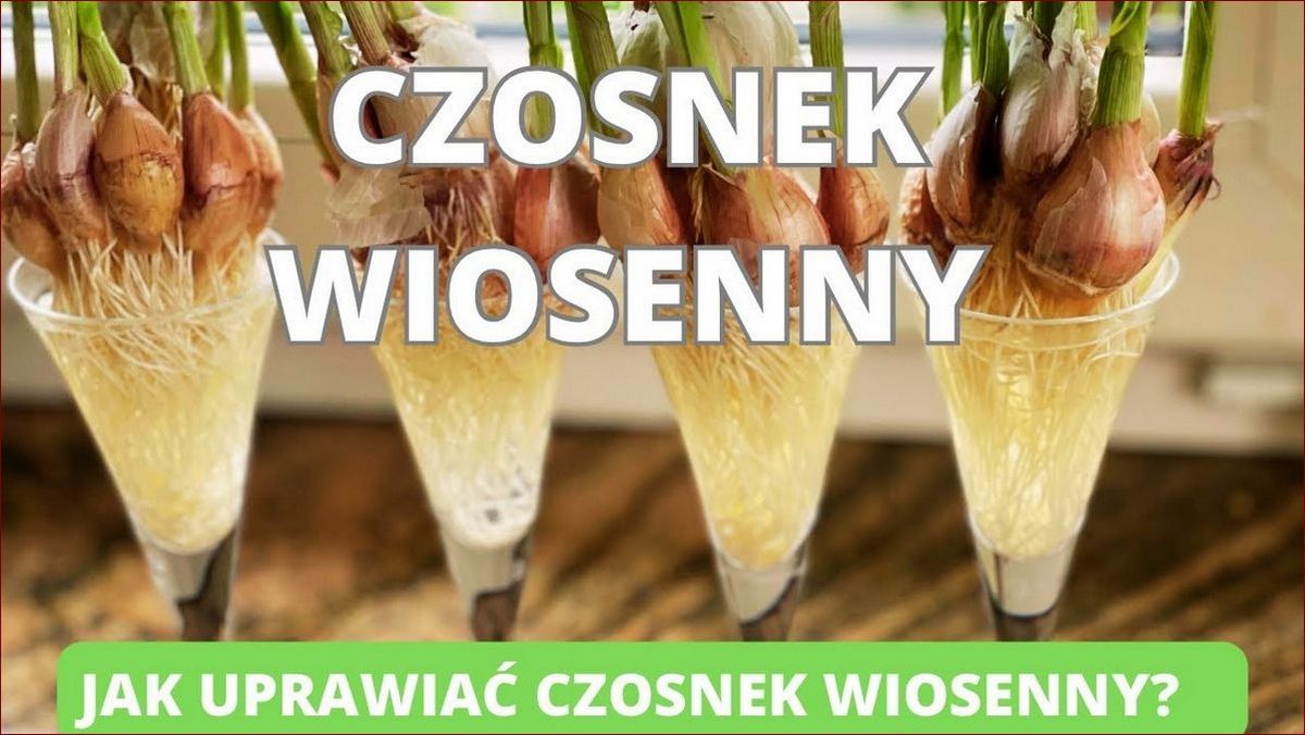 Jak sadzić czosnek? Łatwy przewodnik dla początkujących i zaawansowanych ogrodników
