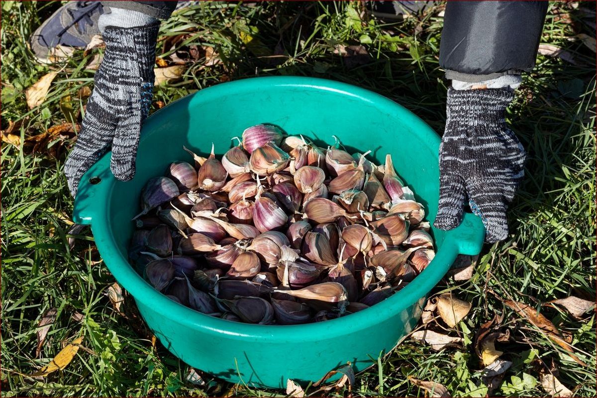 Jak sadzić czosnek na zimę? Niezbędnik ogrodnika dla bogatych plonów