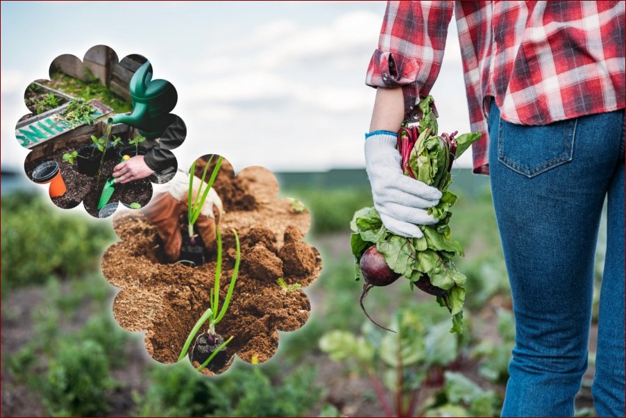Jak sadzić marchew? Praktyczny przewodnik dla początkujących ogrodników