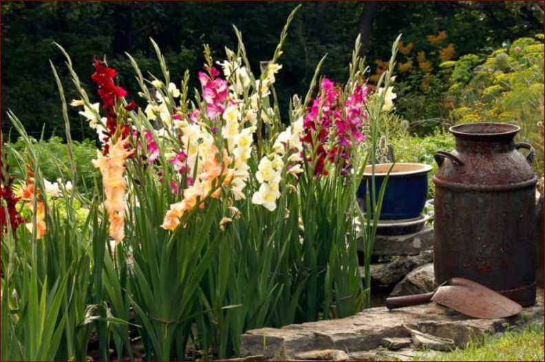 Jak sadzić mieczyki? Niezawodny przewodnik dla pięknych ogrodów