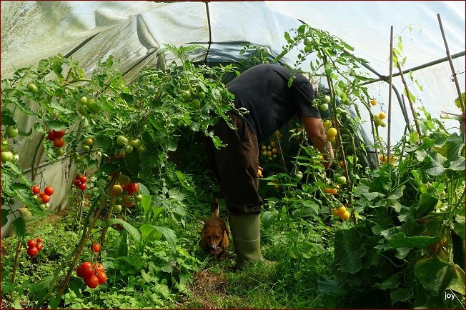 Jak sadzić pomidory w doniczkach? Kompletny przewodnik dla początkujących