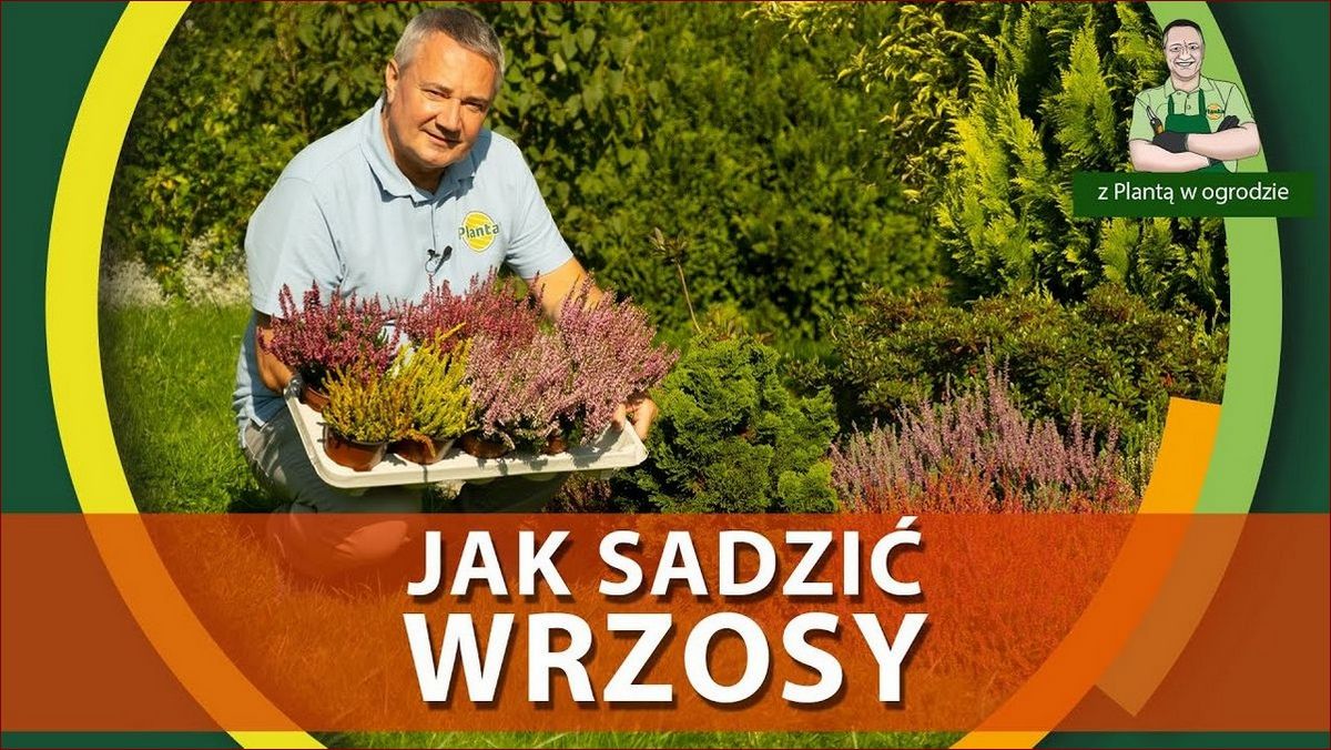 Jak sadzić wrzosy - Kluczowe wskazówki dla pięknych, kwitnących krzewów