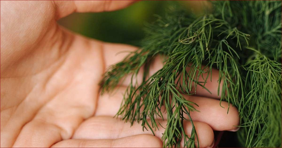 Jak siać koper w doniczce? Prosty i skuteczny sposób na uprawę zielonych smaków w domu