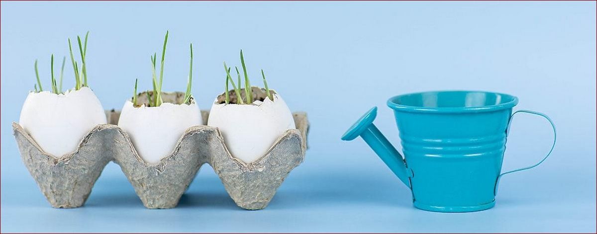 Jak siać owies wielkanocny? Prosty sposób na wpuszczenie wiosny do domu