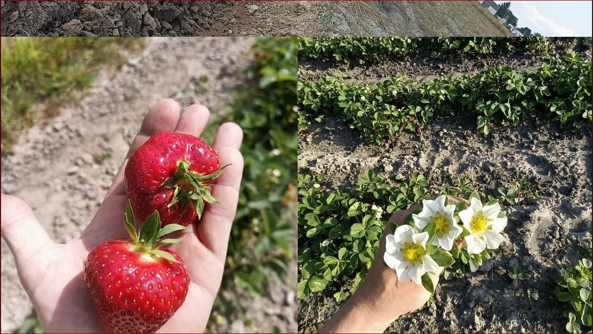 Jak sprać truskawki? Poznaj kluczowe kroki, które zatrzymają ich smak!