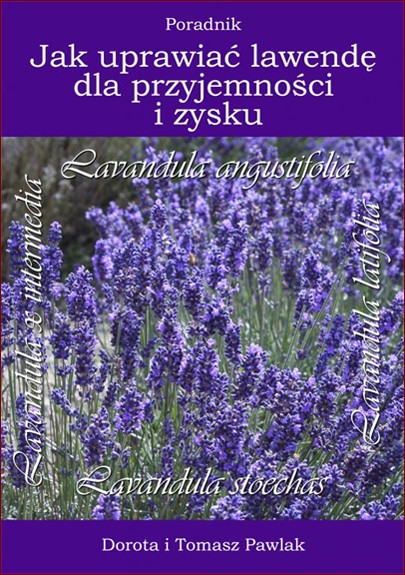 Jak suszyć lawendę? Kompleksowy poradnik dla zapracowanych ogrodników