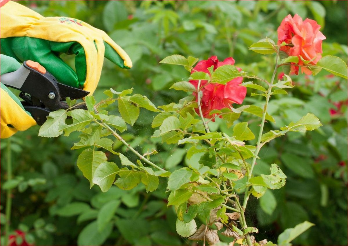 Jak suszymy dziką różę? Odkryj sekret utrwalania piękna i aromatu natury