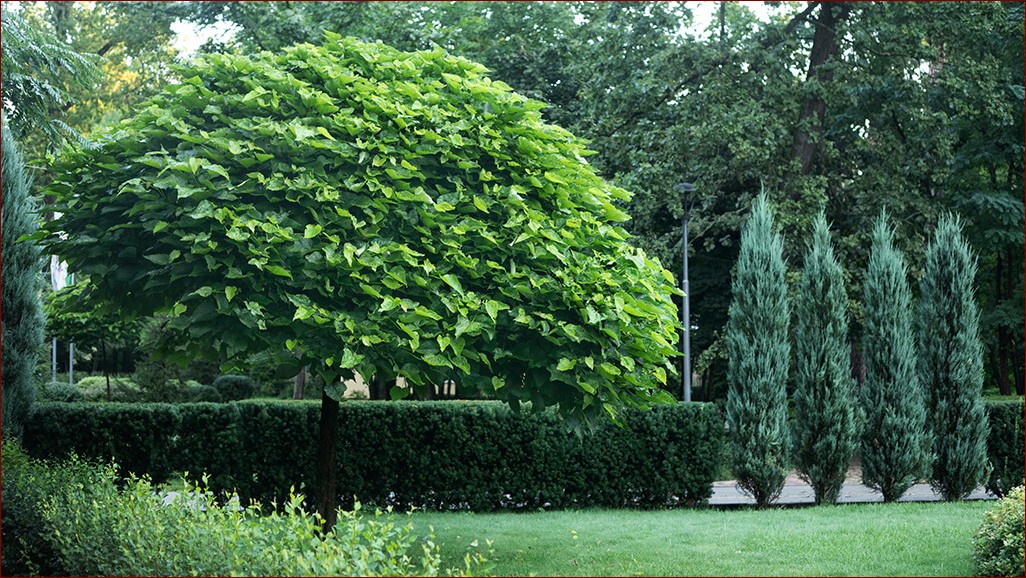 Jak szybko rośnie katalpa? Niezwykłe tempo wzrostu tego drzewa zadziwi cię!