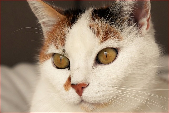 Jak umyć kota: Niezbędny przewodnik dla opiekunów czworonogów