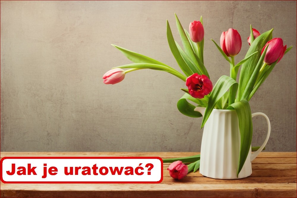 Jak uratować tulipany? Skuteczne sposoby przywrócenia im blasku