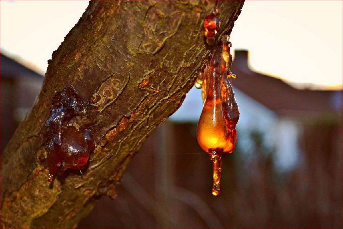 Jak usunąć żywicę z ubrania żelazkiem? Prosta metoda na uporczywe plamy!