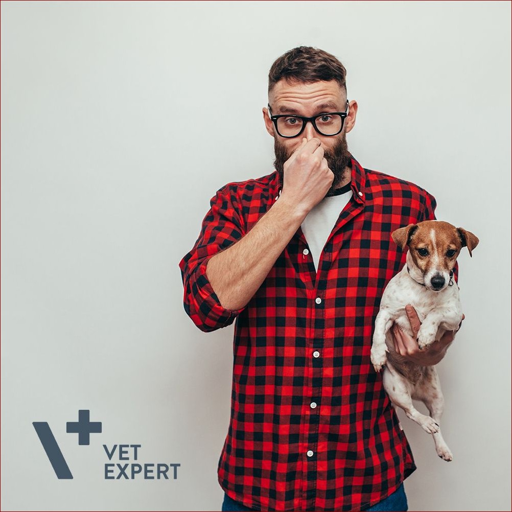 Jak usunąć zapach moczu psa z podłogi - Sprawdzone sposoby na pozbycie się problemu raz na zawsze