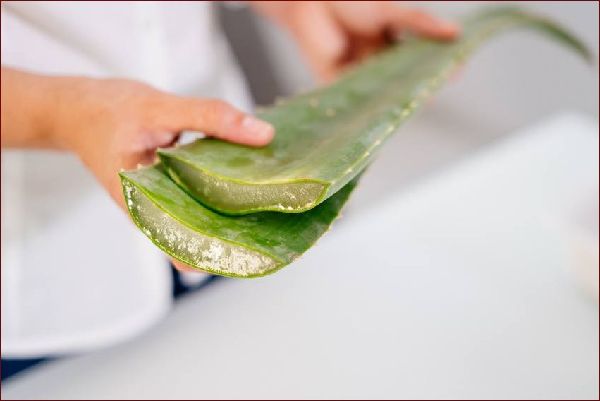 Jak używać aloes z doniczki - odkryj niezwykłe właściwości tej rośliny