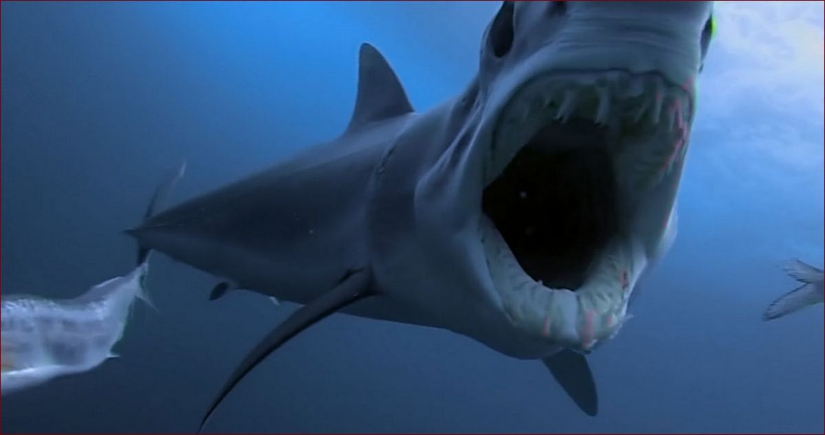 Jak widzą rekiny - Odkryj niezwykłe zdolności wizualne oceanicznych drapieżników