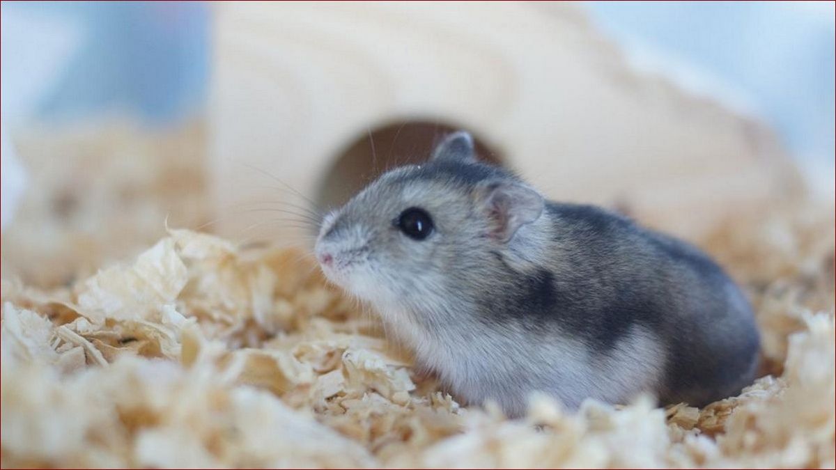 Jak wygląda chomik w ciąży? Zaskakujące przemiany tych małych stworzeń!