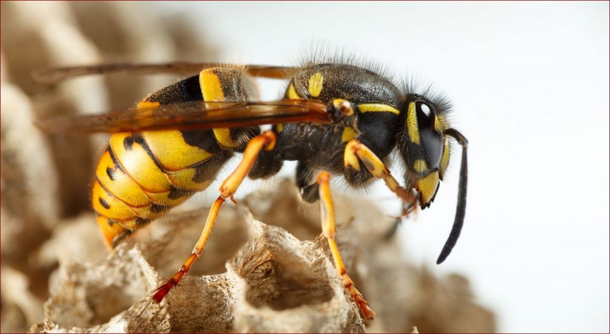 Jak wygląda gniazdo os? Kompletny przewodnik z ilustracjami