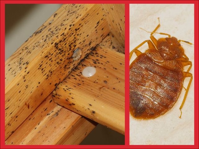 Jak wygląda gniazdo pluskwy: Poznaj charakterystykę i sygnały ostrzegawcze