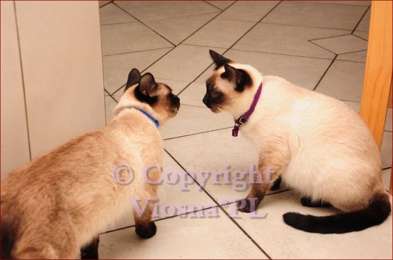 Jak wygląda kastracja kota? Poznaj szczegółowy przebieg zabiegu i jego zalety