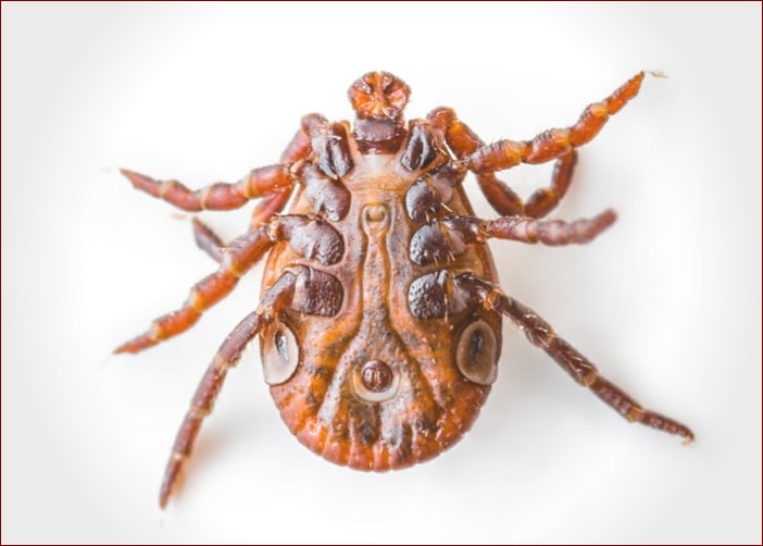 Jak wygląda kleszcz u psa - rozpoznaj niebezpiecznego pasożyta w 6 krokach