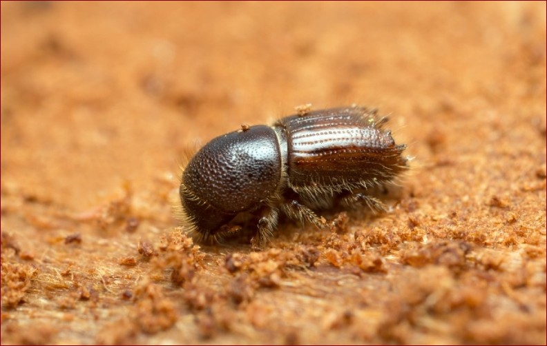 Jak wygląda kornik - poznaj niewinnie wyglądającego szkodnika niszczącego lasy