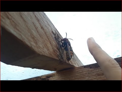 Jak wygląda królowa szerszeni? Odkryj tajemnice najważniejszej osoby w gnieździe