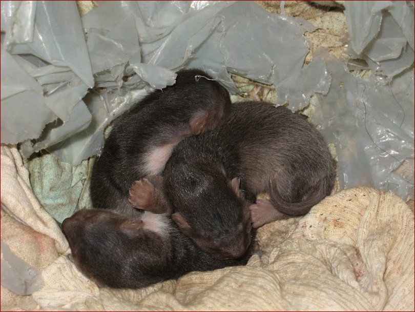 Jak wygląda kuna? Poznaj fascynującą różnorodność tych zwinnych drapieżników