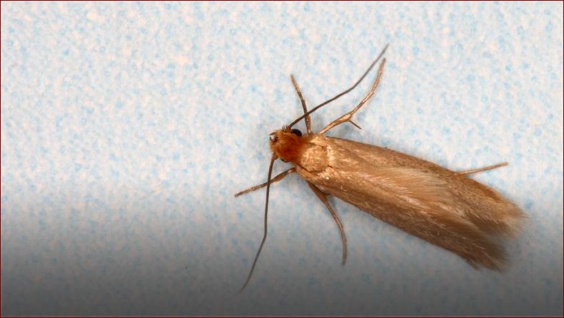 Jak wygląda mol spożywczy? Rozpoznaj wroga Twojej spiżarni!