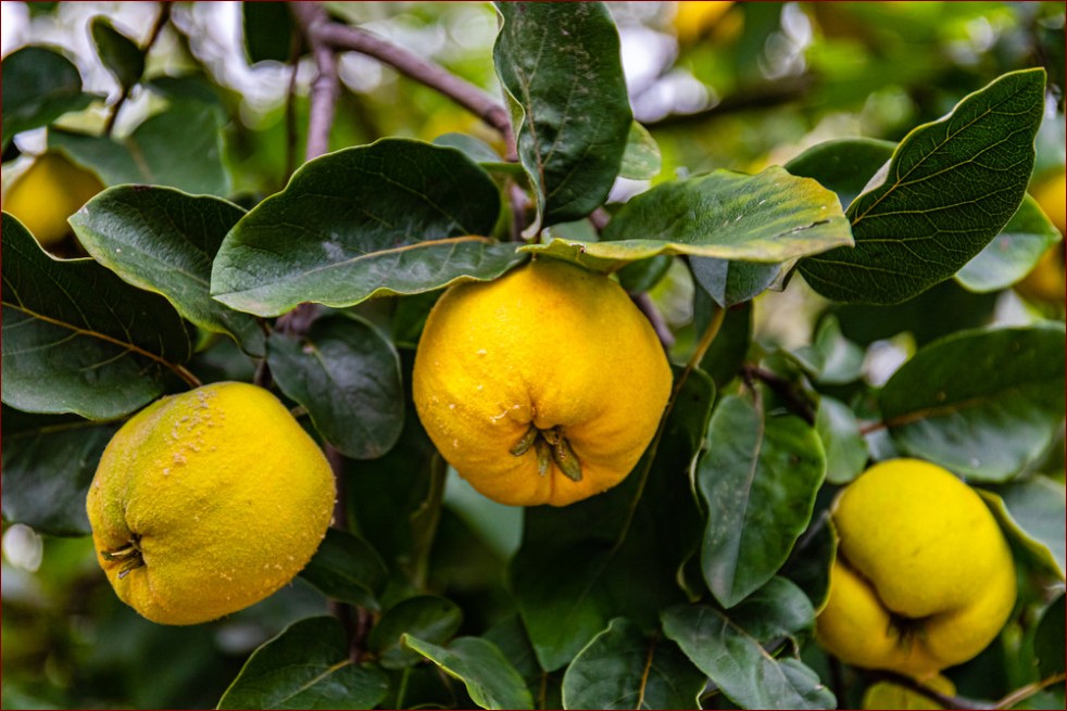 Jak wygląda pigwa? Odkryj tajemniczy owoc pełen zdrowia i egzotycznego smaku