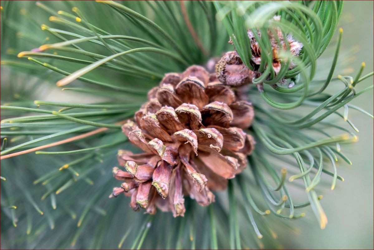 Jak wygląda sosna: Tajemnice urody iglastej królowej lasów
