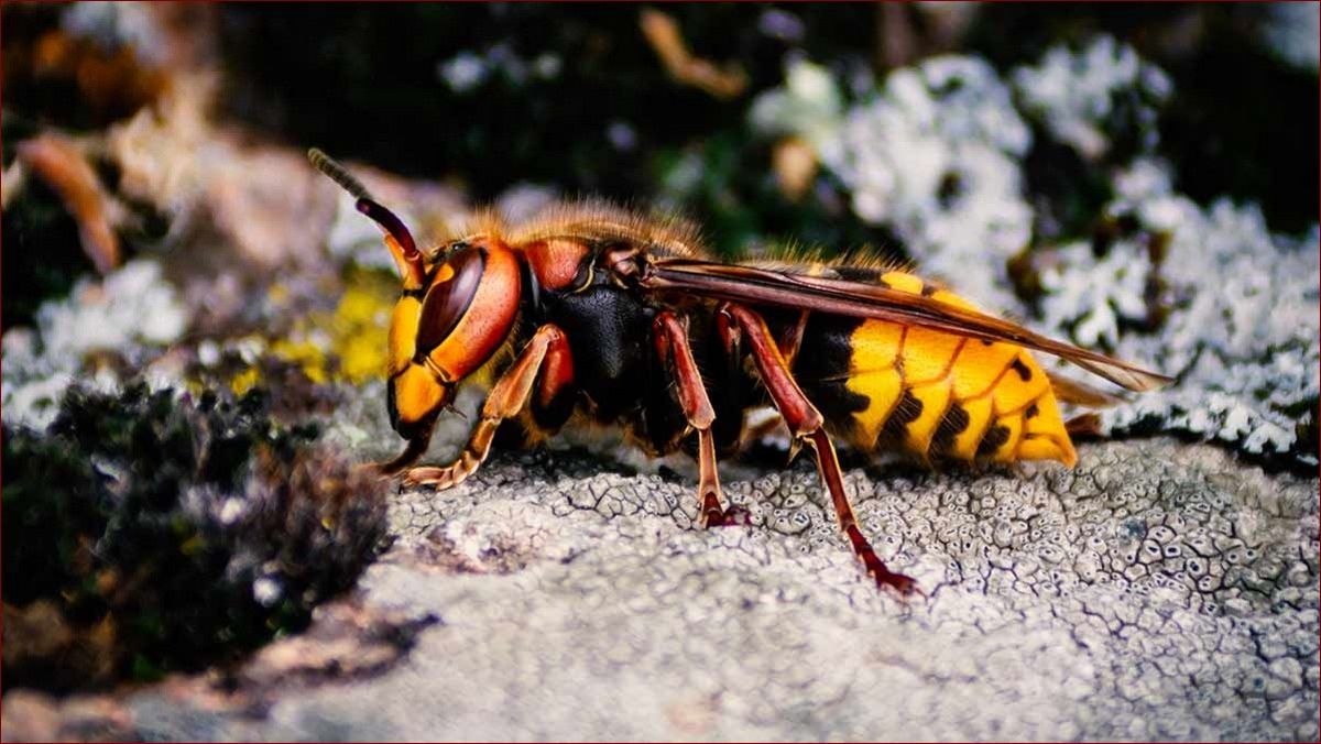 Jak wygląda szerszeń? Poznaj charakterystyczny wygląd groźnego owada żądlącego