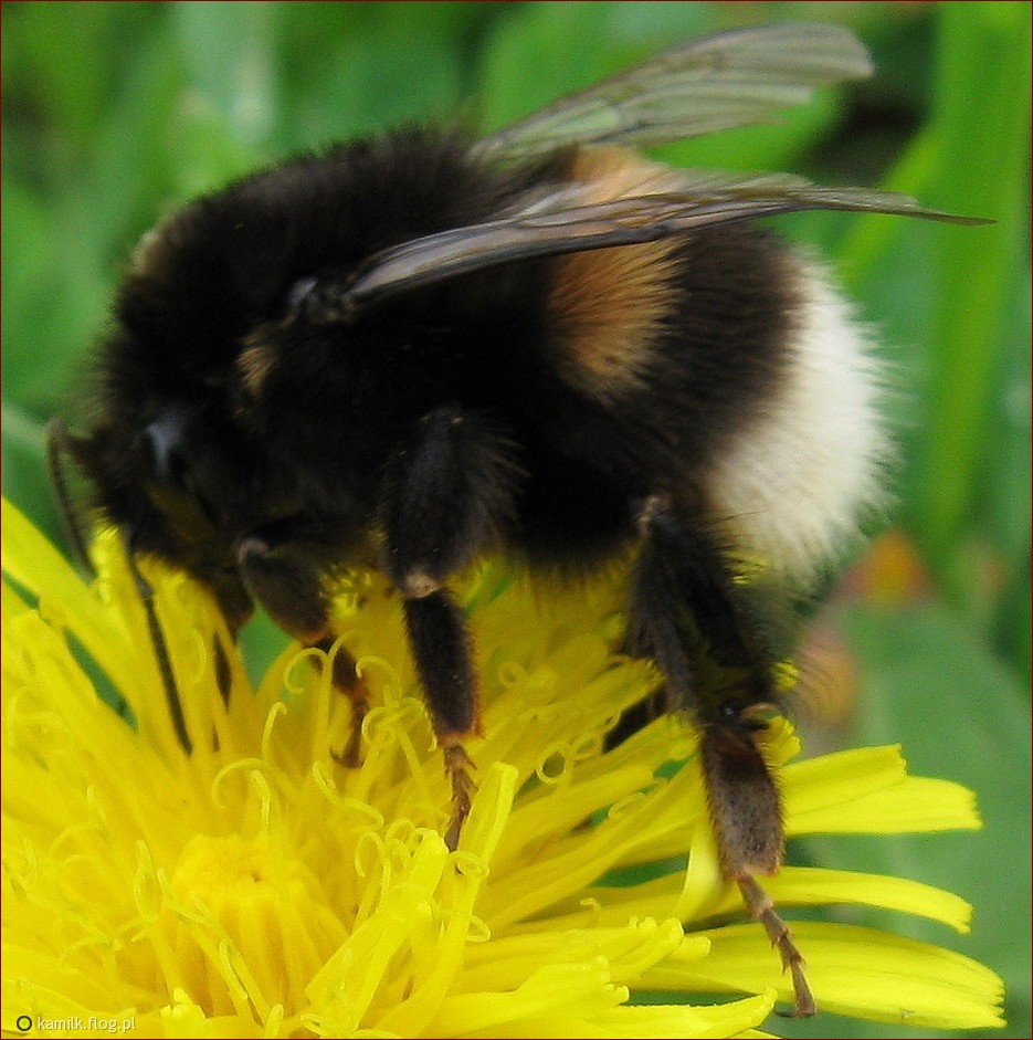 Jak wygląda trzmiel? Rewelacyjny opis wyglądu i budowy tego niezwykłego owada