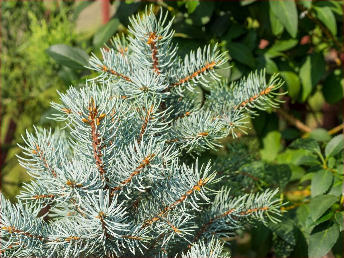 Jak wygląda świerk? Poznaj charakterystyczny wygląd tych majestatycznych drzew