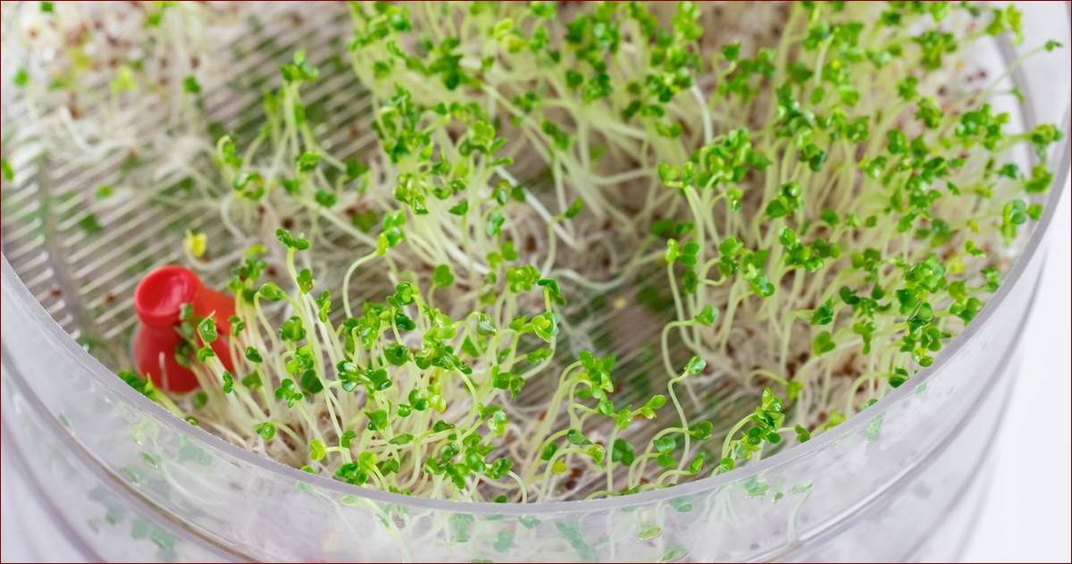 Jak wyhodować kiełki w domu - łatwy sposób na świeże, zdrowe przekąski
