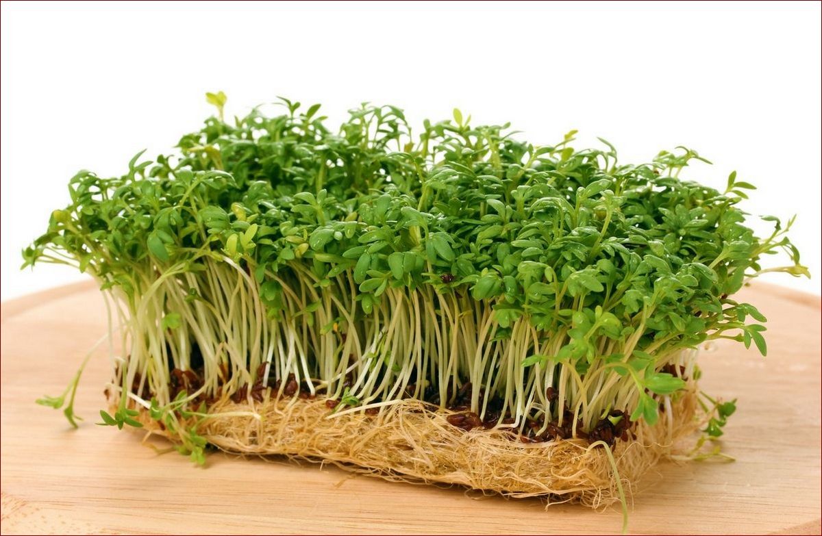 Jak wysiać rzeżuchę - Krok po kroku do bujnej uprawy w domu w kilka dni