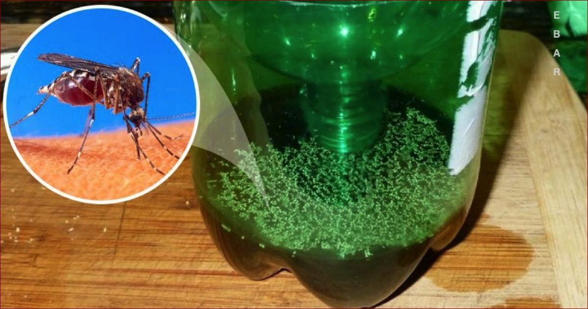 Jak zabić osę? Skuteczny poradnik na walkę z inwazją os krok po kroku