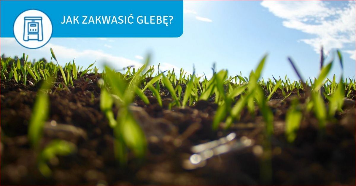 Jak zakwasić ziemię: Kompleksowy przewodnik dla roślin kwasolubnych