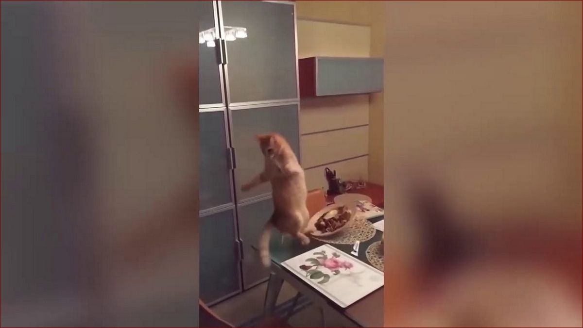 Jak złapać muchę w domu raz na zawsze - kompletny poradnik dla Ciebie