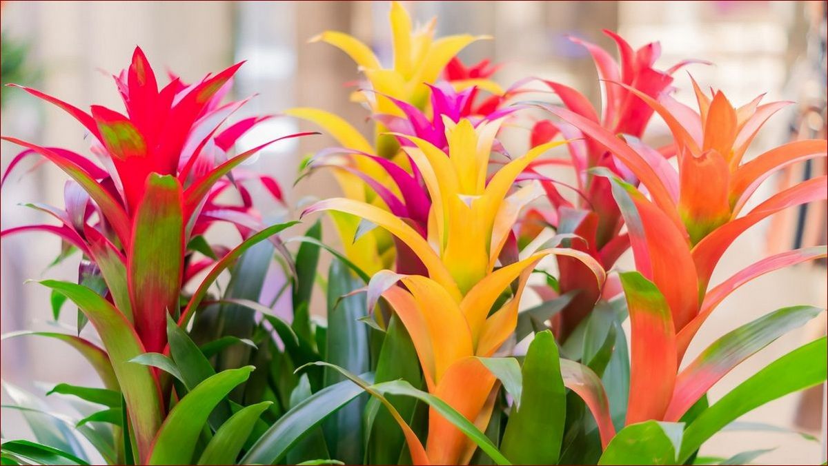 Jak zmiękczyć skórę butów: 7 sprytnych trików na natychmiastowy komfort