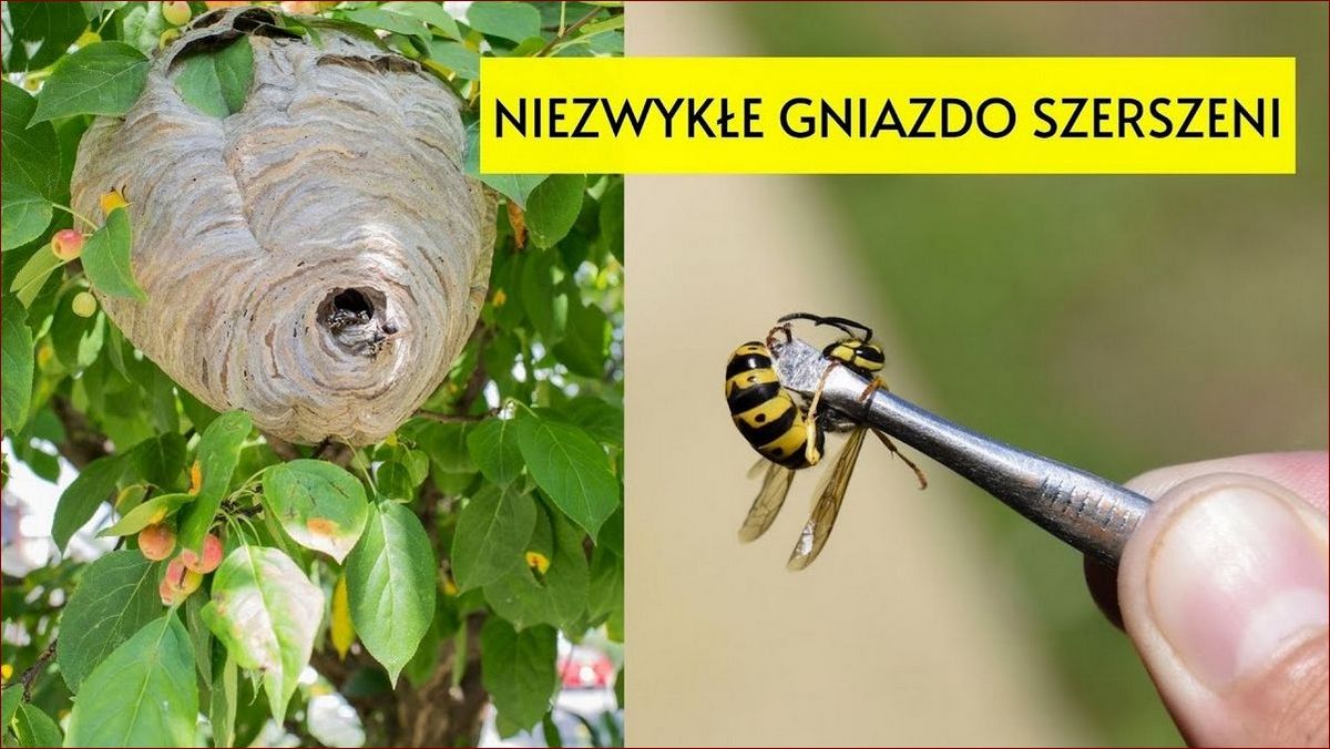 Jak znaleźć gniazdo szerszeni - przewodnik krok po kroku dla Twojego bezpieczeństwa