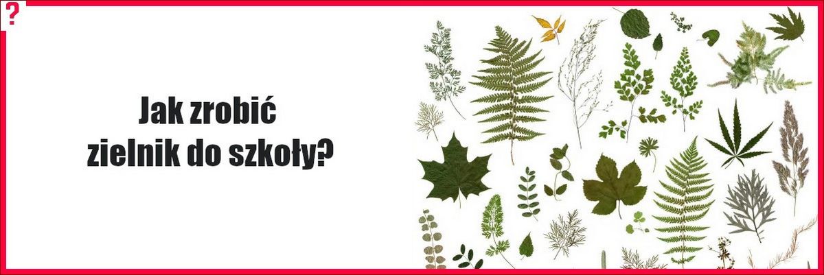 Jak zrobić zielnik do szkoły? Kompletny przewodnik z przykładami dla uczniów